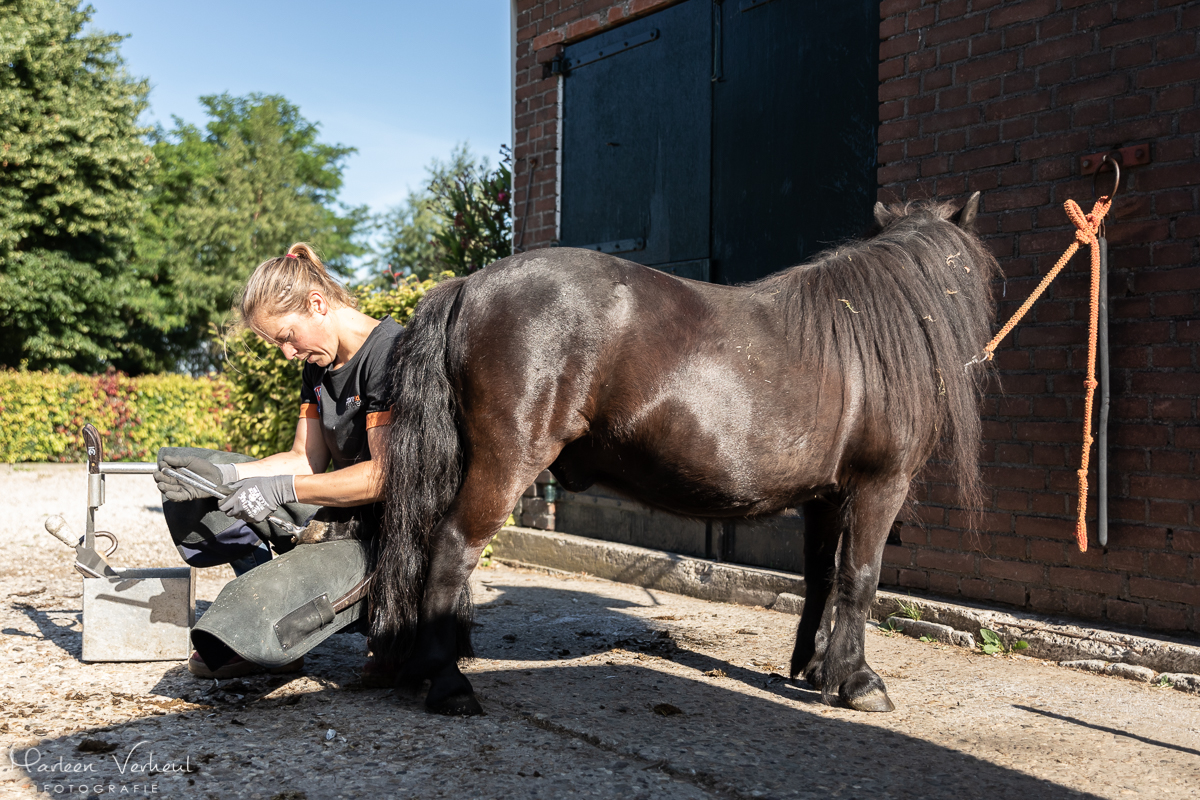 Paard bekappen